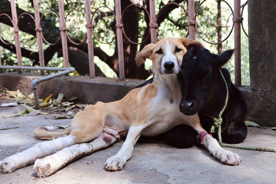 Mojo and Nandu, two rescued boys A rescued paralyzed puppy and an orphaned calf lie close together, resting side by side at an animal shelter in Rishikesh.